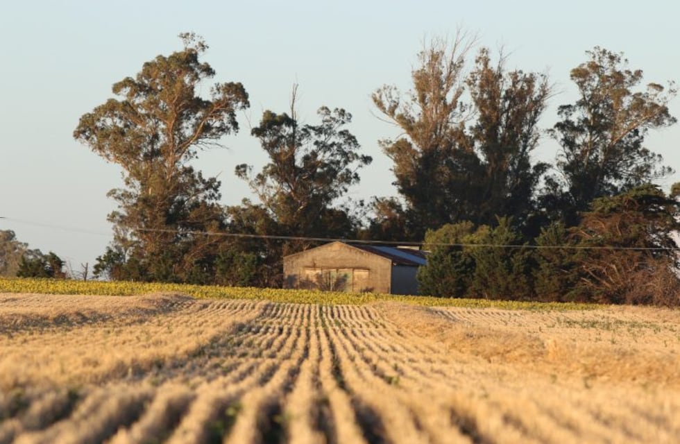 Semillas con el 95% de germinación garantizado