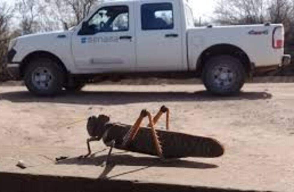 Prosigue el alerta por langostas en Corrientes