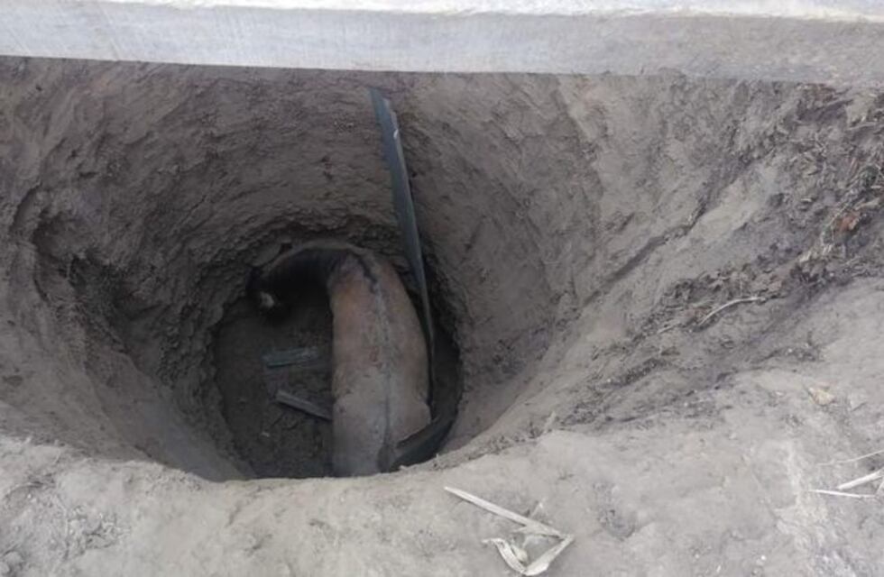 Impresionante: un caballo cayó a un pozo profundo y lograron sacarlo con vida