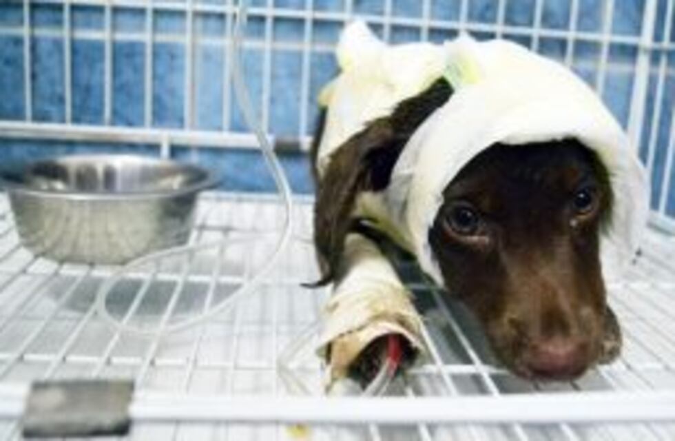 Rosario se suma al pedido de justicia por el perro Chocolate
