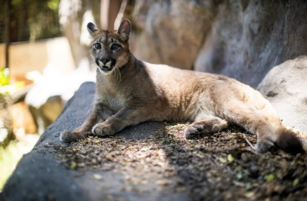 La historia de Lola Limón, la puma que rescataron en Mataderos hace un año y que no puede volver a su hábitat