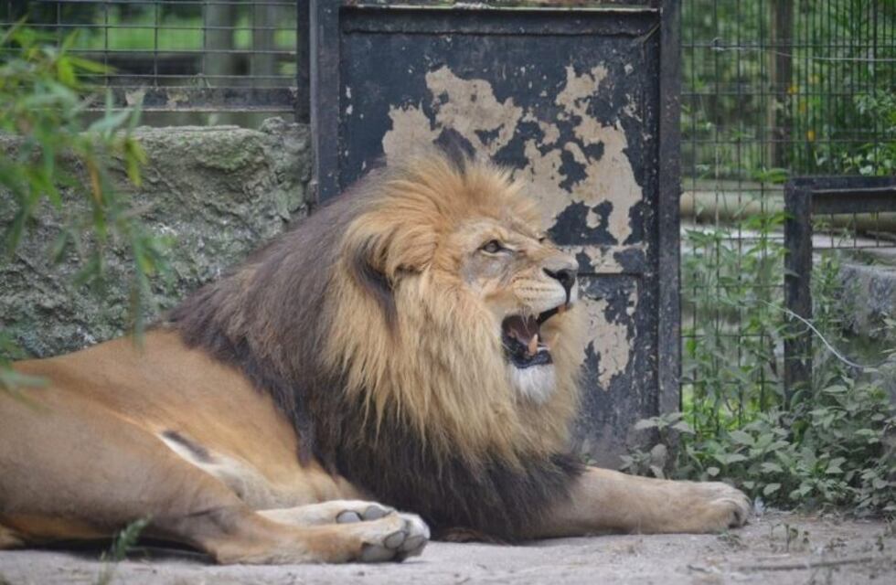 Hoy trasladan a los leones de La Plata a Estados Unidos