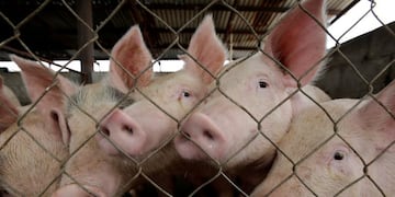 La Pampa prohíbe el ingreso de carne porcina de EE\u002EUU\u002E (Foto: REUTERS/Jose Luis Gonzalez)