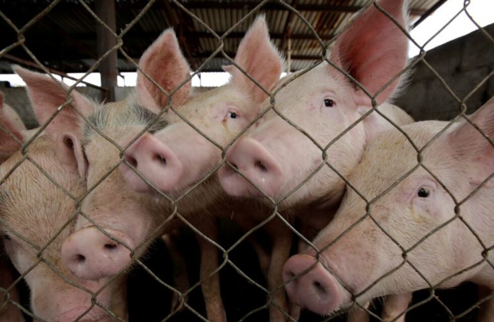 La producción de carne porcina creció 7% en los primeros ocho meses del 2017