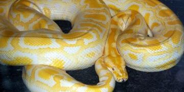 piton albina de 4 metros