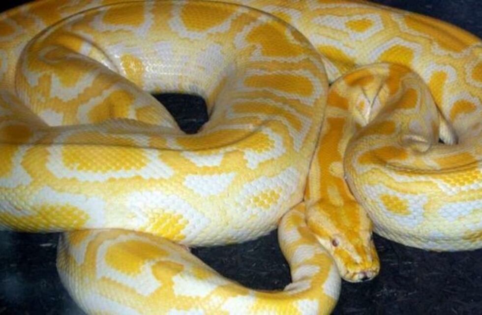 Tenía una pitón de mascota en un departamento
