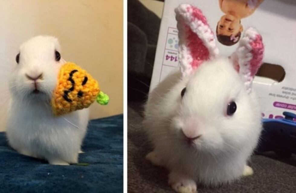 Nació con tres piernas y sin orejas, pero le hicieron unas prótesis de lana