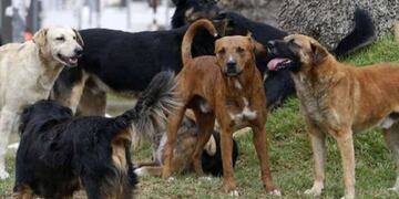Perros rodean a hombre muerto en Gualeguaychú. (Imagen ilustrativa).