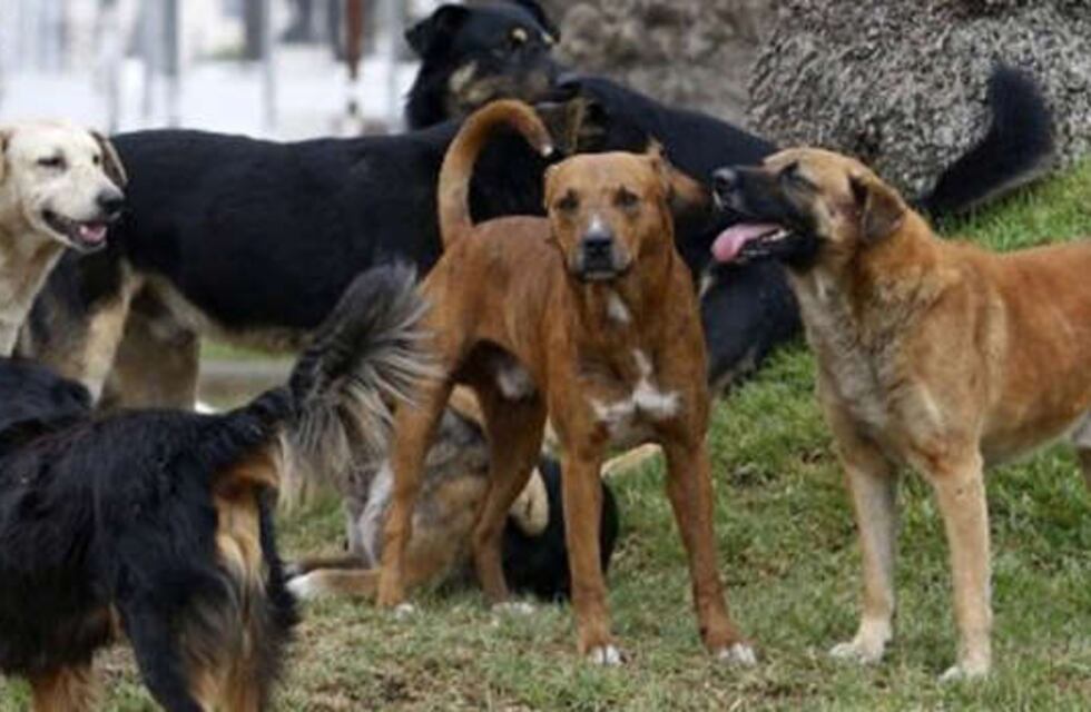 Ola polar: el gesto que tuvo una estación de servicio de Río Negro con perros callejeros para que no pasen frío