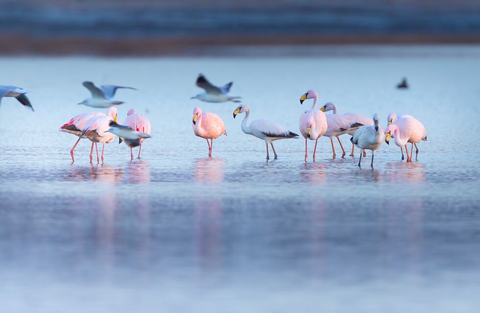 Nuevo Parque Nacional Ansenuza