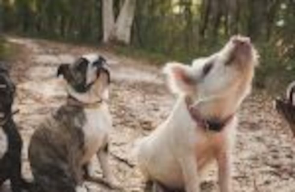 Olivia, la cerdita que está convencida de que es una cachorrita