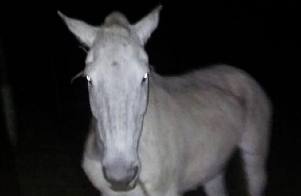 Comenzó el operativo para rescatar animales sueltos de las rutas tucumanas