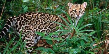 Gato Onza\u002E (imagen ilustrativa)