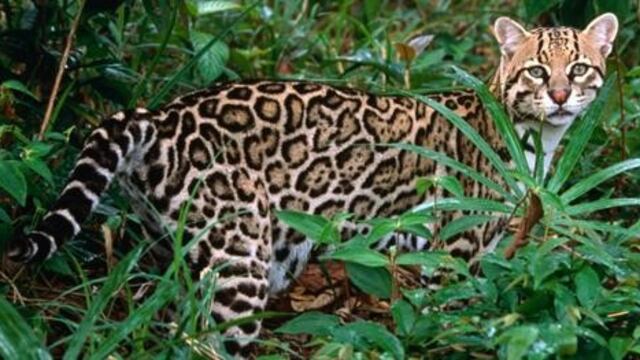 Gato Onza\u002E (imagen ilustrativa)