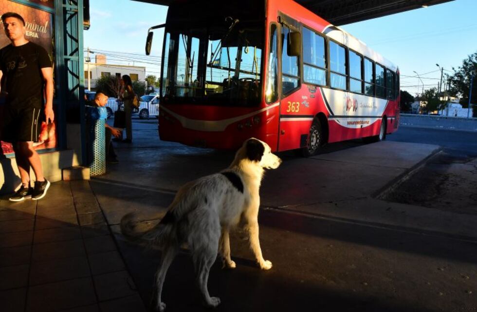 Conmovedor: busca el rastro de sus dueños y espera en la terminal