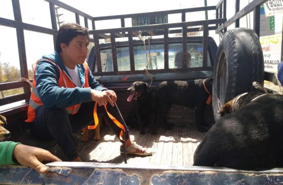 Siete perros peregrinos buscan a sus dueños