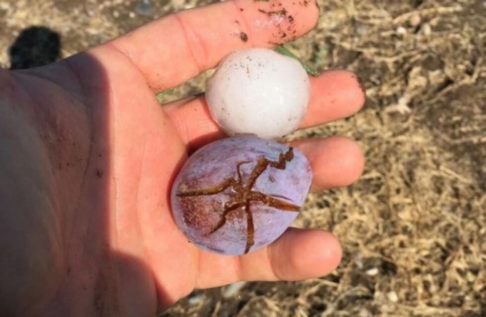 Temporal de piedra y viento dañaron cultivos y viviendas en San Rafael