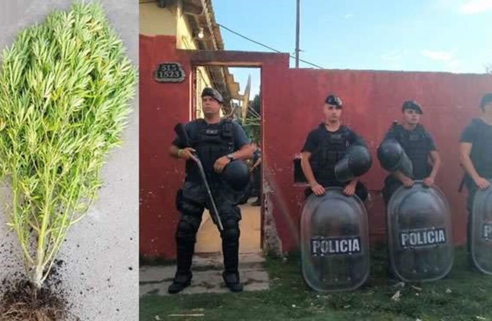 Allanaron un domicilio por robo y encontraron una planta de Marihuana