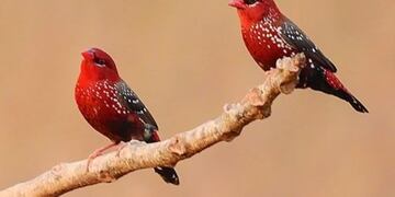¡Igualitos! El increíble parecido entre unas aves y fresas que se volvió viral