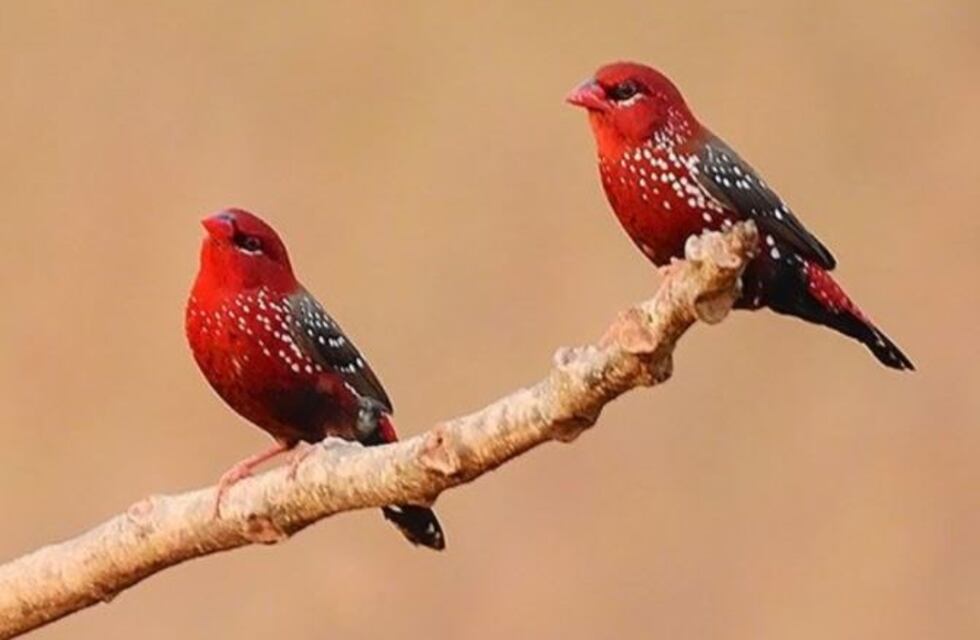 ¡Igualitos! El increíble parecido entre unas aves y fresas que se volvió viral