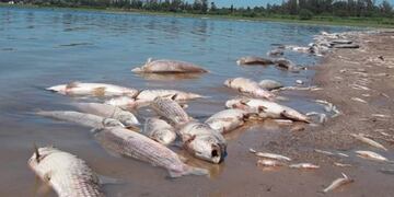 La crecida del Río Paraguay genera la mortandad de peces por anoxia