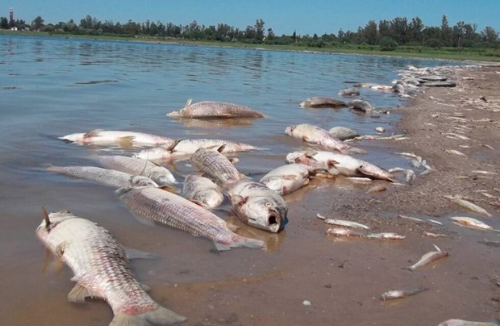 La mortandad de peces no tiene que ver con lo ocurrido en Brasil