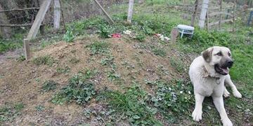 Zozo visita a diario la tumba de su amo (Web)