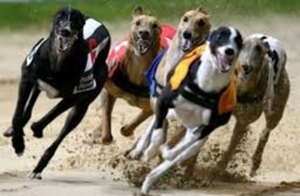 Polémica por carreras de galgos: piden que se permitan para esta raza