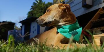 Móvil de Castración