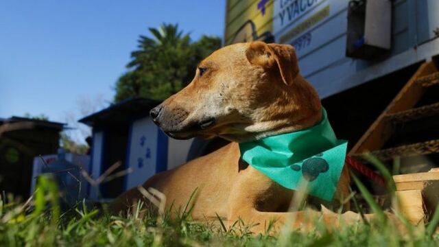 Esta semana el móvil de castración municipal estará en General Ortega.