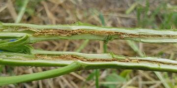 En el INTA Rafaela detectaron una nueva plaga que afecta a la soja