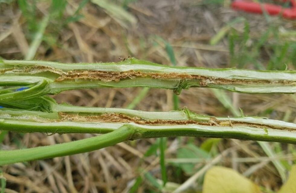 El INTA Rafaela detectó una nueva plaga que afecta a la soja
