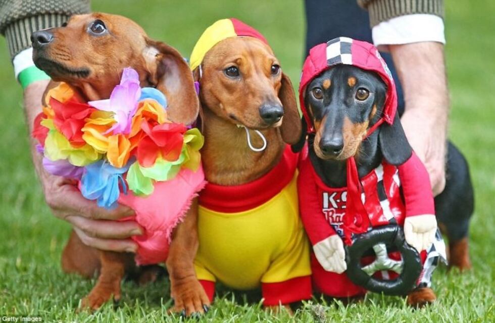 Carlos Paz, sede del 3º Encuentro Internacional de Perros Salchichas