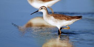 Falaropo común - Región de Ansenuza