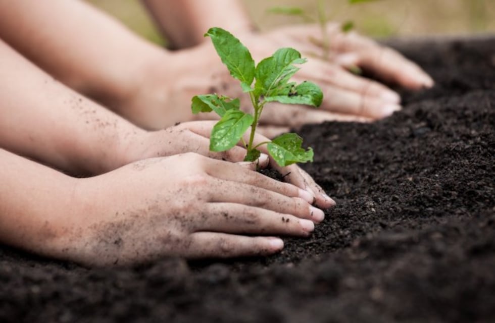 Un árbol nuevo brota entre las sierras