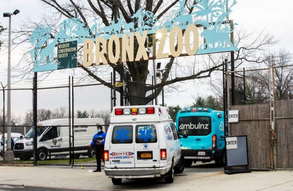 Coronavirus: en Estados Unidos, un empleado de un zoo contagió a tigres y leones