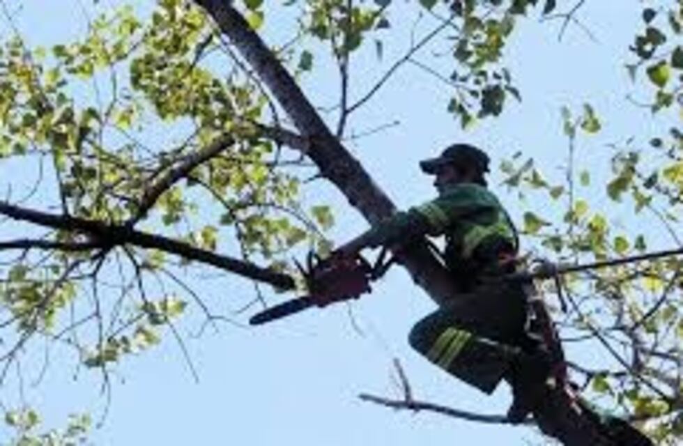 Cronograma de poda en Saldán