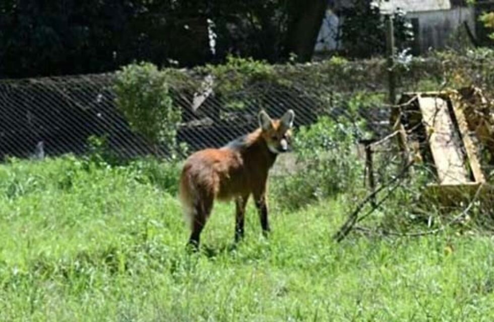 Apareció en Pérez Millán un ejemplar de aguará guazú