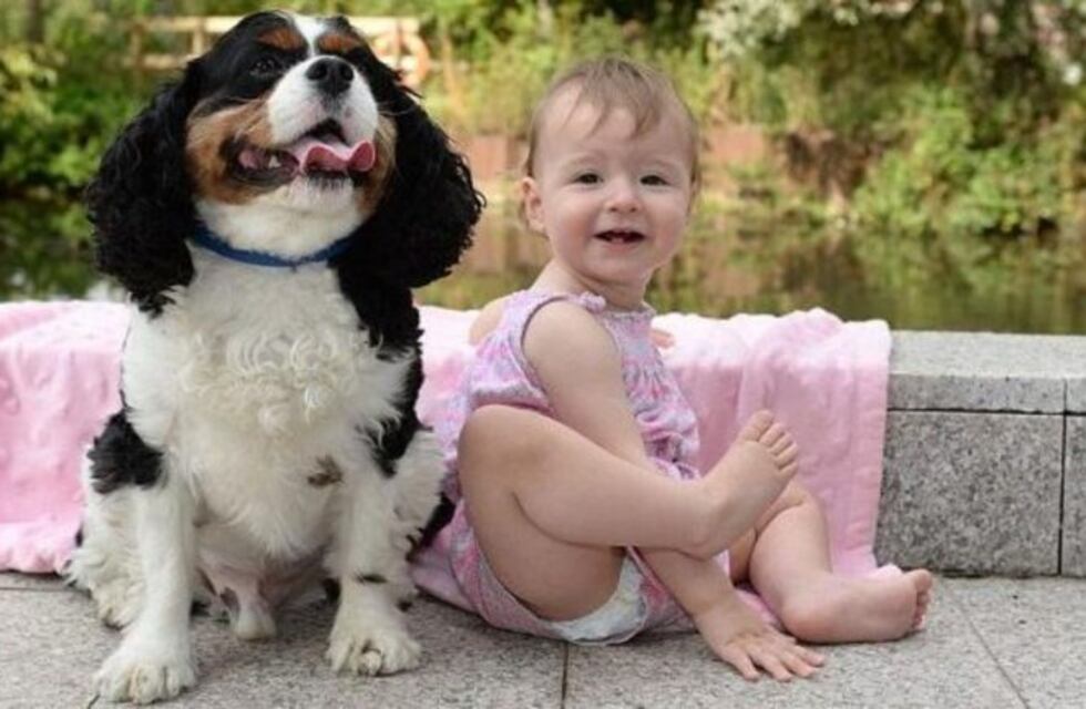 Un perro salvó a una bebé de morir asfixiada mientras sus padres dormían