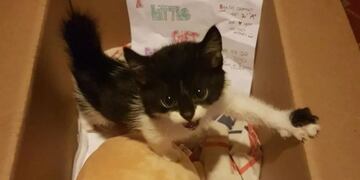 Alumnos le regalaron a su maestra un gatito (Foto:Web)