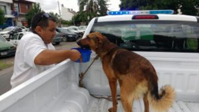 La policu00eda arrestu00f3 a los conductores del utilitario y permitiu00f3 rescatar a la mascota.