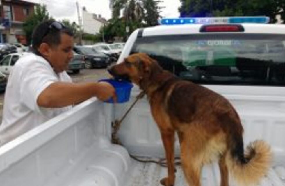 Detuvieron a dos hombres por hacer correr a un perro atado a una camioneta