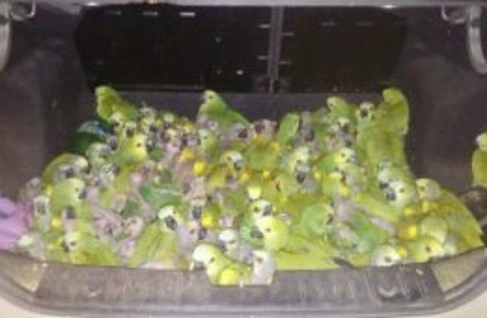 En Alicia interceptaron coche con 146 loros en el baúl