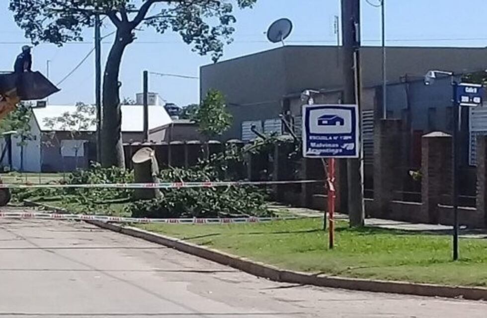 Vecinos se quejan por tala indiscriminada de árboles