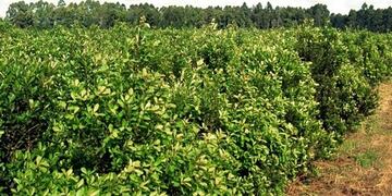 Andresito y Wanda: la próxima semana se habilita el registro de productores de yerba