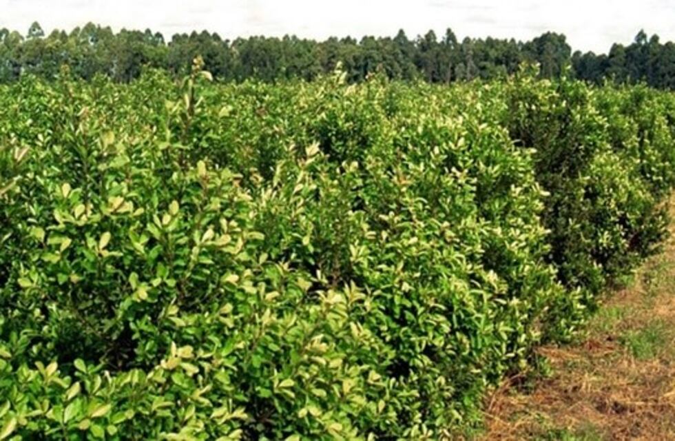 Andresito y Wanda: la próxima semana se habilita el registro de productores de yerba