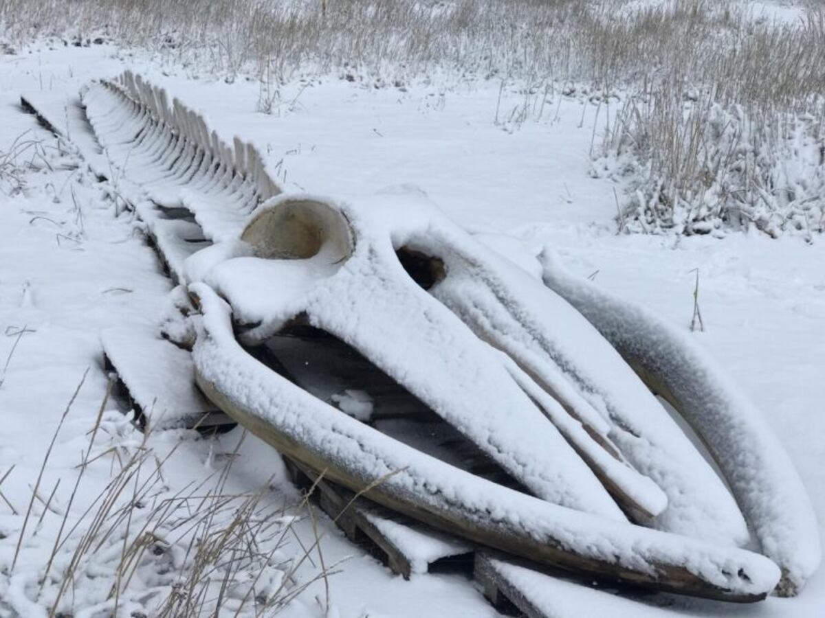 Ballena FIN de CIRCA