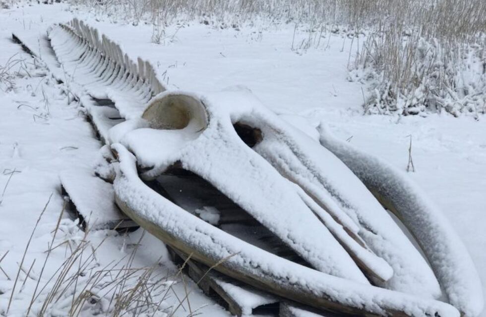 Finalizaron los trabajos de montaje del esqueleto de la ballena Fin de CIRCA