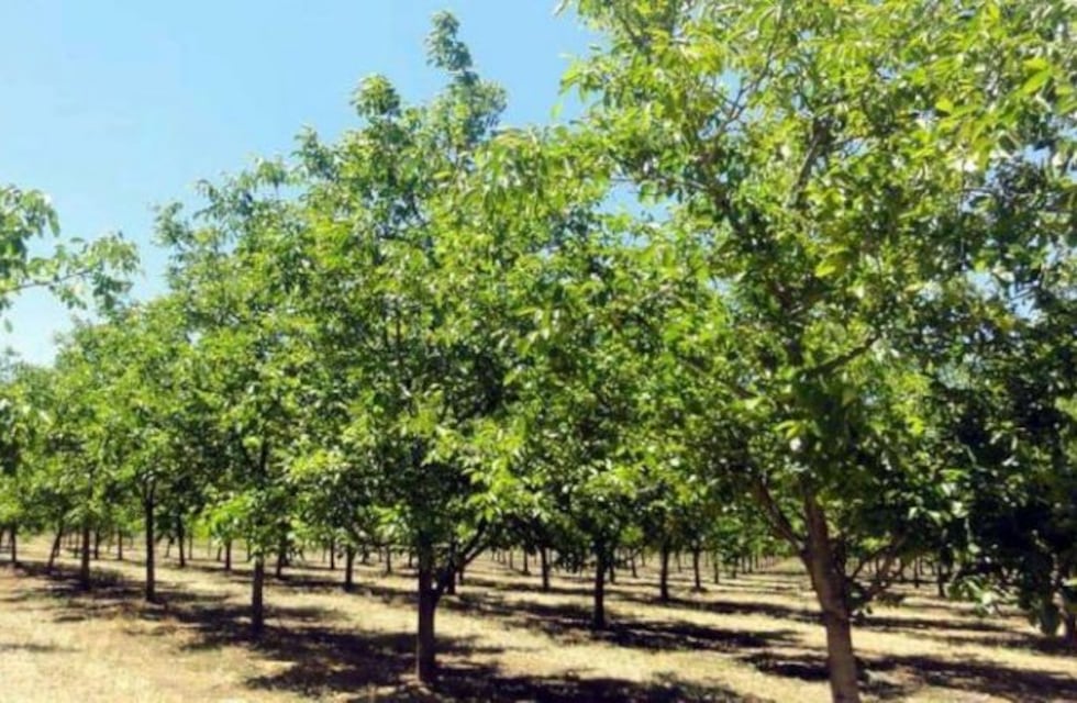 Mendoza dentro del mapa del delito contra el campo