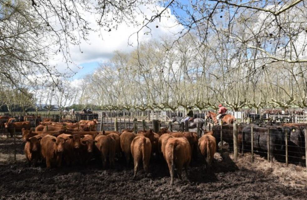 Ganaderos reciben aportes no reembolsables por $9.000.000